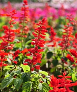 Scarlet Sage Seeds - 400 Salvia Coccinea Flower Seeds - Attracts Hummingbirds - Image 7