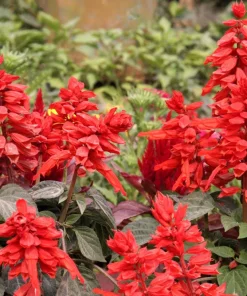 Scarlet Sage Seeds - 400 Salvia Coccinea Flower Seeds - Attracts Hummingbirds - Image 8