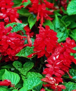 Scarlet Sage Seeds - 400 Salvia Coccinea Flower Seeds - Attracts Hummingbirds - Image 9