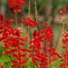 Scarlet Sage Seeds - 400 Salvia Coccinea Flower Seeds - Attracts Hummingbirds - Image 1