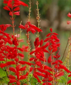 Scarlet Sage Seeds - 400 Salvia Coccinea Flower Seeds - Attracts Hummingbirds - Image 1