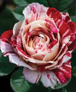 Scentimental Stripe Rose Plant Live Bush – 4-6" Tall – Fragrant Flowers - Image 2