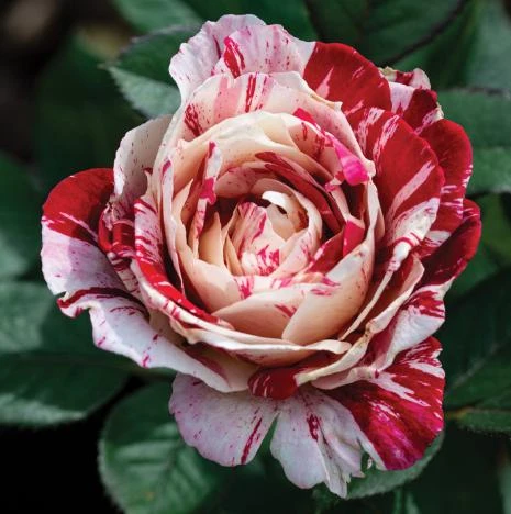 Scentimental Stripe Rose Plant Live Bush – 4-6" Tall – Fragrant Flowers - Image 2
