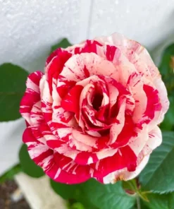 Scentimental Stripe Rose Plant Live Bush – 4-6