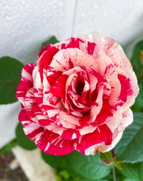 Scentimental Stripe Rose Plant Live Bush – 4-6" Tall – Fragrant Flowers - Image 3