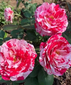 Scentimental Stripe Rose Plant Live Bush – 4-6