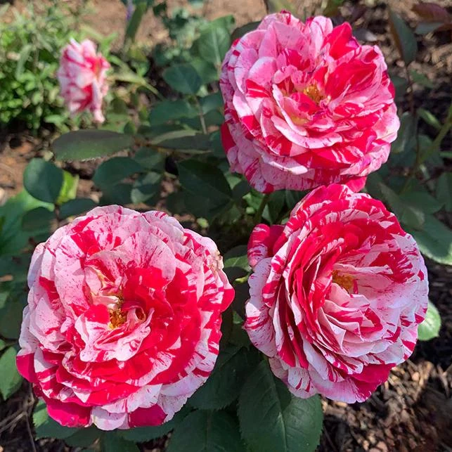 Scentimental Stripe Rose Plant Live Bush – 4-6" Tall – Fragrant Flowers - Image 4