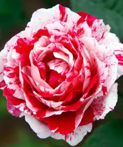 Scentimental Stripe Rose Plant Live Bush – 4-6