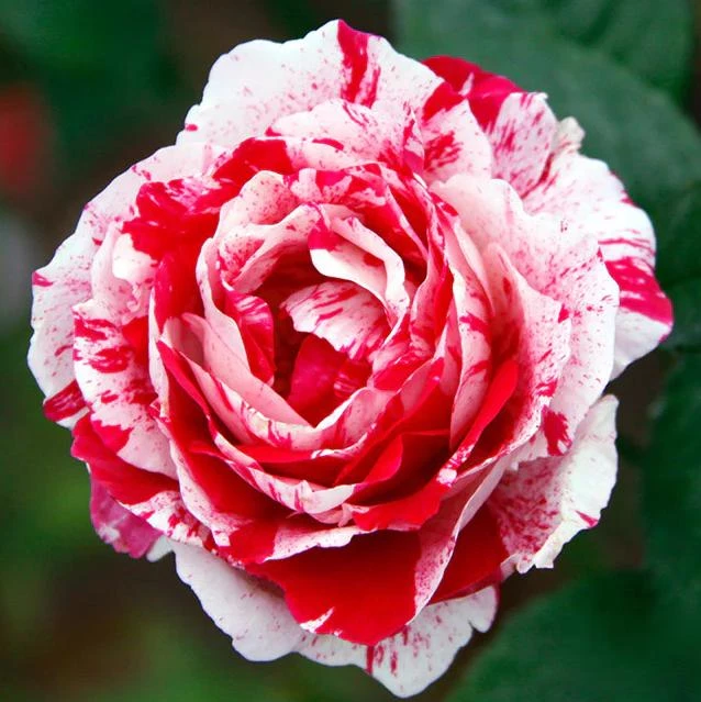 Scentimental Stripe Rose Plant Live Bush – 4-6" Tall – Fragrant Flowers - Image 5