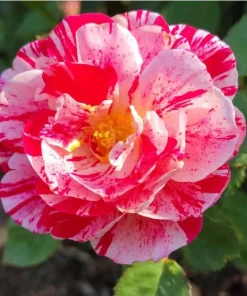 Scentimental Stripe Rose Plant Live Bush – 4-6