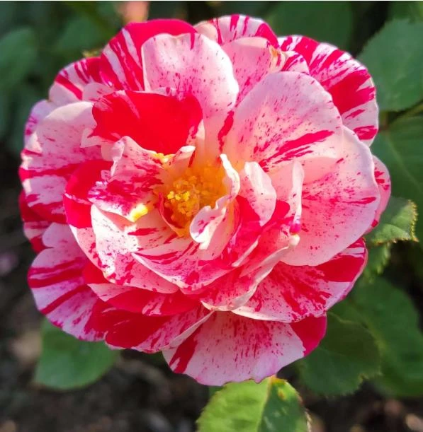 Scentimental Stripe Rose Plant Live Bush – 4-6" Tall – Fragrant Flowers - Image 6