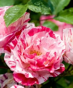 Scentimental Stripe Rose Plant Live Bush – 4-6
