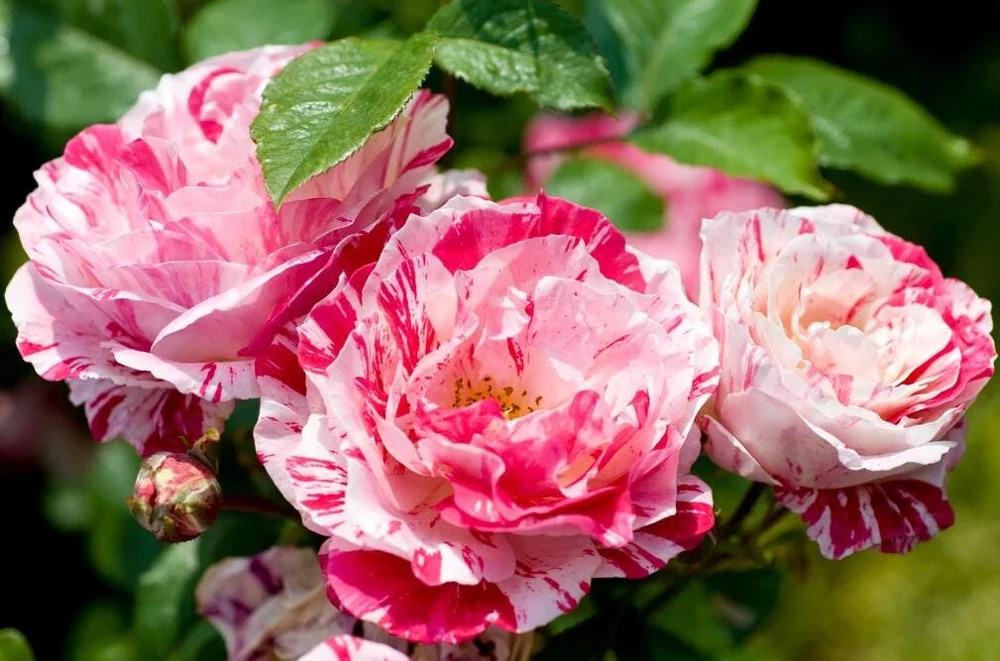 Scentimental Stripe Rose Plant Live Bush – 4-6" Tall – Fragrant Flowers - Image 7