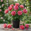 Scentimental Stripe Rose Plant Live Bush – 4-6" Tall – Fragrant Flowers - Image 1