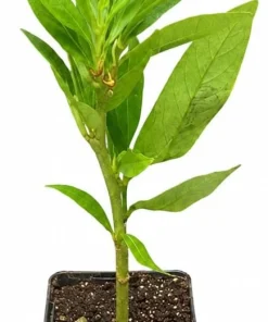 Schip Laurel Live Plant – 6-12" Tall Shrub – 2.5" Pot – Evergreen Privacy Hedge - Image 2