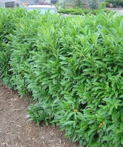 Schip Laurel Live Plant – 6-12