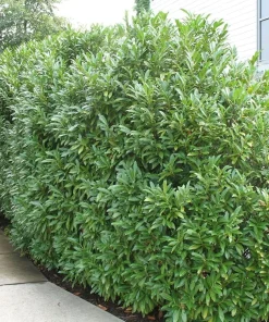 Schip Laurel Live Plant – 6-12