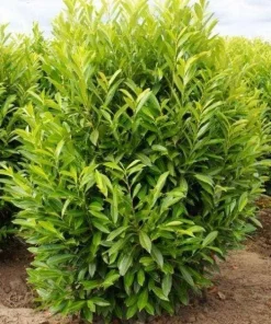 Schip Laurel Live Plant – 6-12