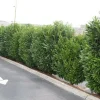 Schip Laurel Live Plant – 6-12" Tall Shrub – 2.5" Pot – Evergreen Privacy Hedge - Image 1