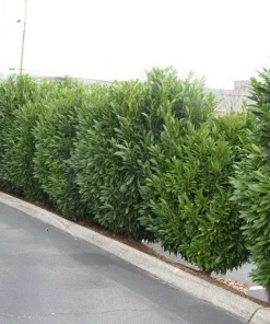 Schip Laurel Live Plant – 6-12" Tall Shrub – 2.5" Pot – Evergreen Privacy Hedge - Image 1