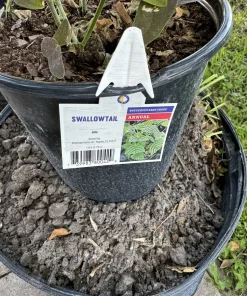 Schizanthus Butterfly Plant Live – Flowering Garden Plant in Pot - Image 3