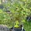 Schizanthus Butterfly Plant Live – Flowering Garden Plant in Pot - Image 1