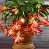 Schlumbergera truncata Live Plant - Holiday Cactus for Indoor Decor - Image 1