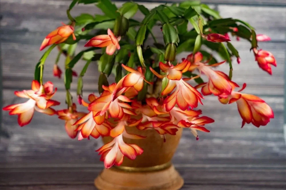 Schlumbergera truncata Live Plant - Holiday Cactus for Indoor Decor - Image 1