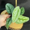 Scindapsus Exotica Live Plant - Satin Pothos Climbing Houseplant - Image 1