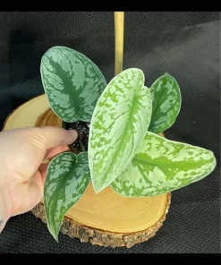 Scindapsus Exotica Live Plant - Satin Pothos Climbing Houseplant - Image 1