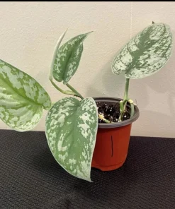 Scindapsus Jade Satin Variegated Live Plant - Rare Indoor Pothos - Image 2