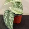 Scindapsus Jade Satin Variegated Live Plant - Rare Indoor Pothos - Image 1