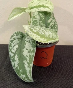 Scindapsus Jade Satin Variegated Live Plant - Rare Indoor Pothos - Image 1