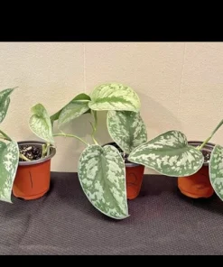 Scindapsus Jade Satin Variegated Live Plant - Rare Indoor Pothos - Image 3