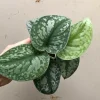 Scindapsus Pictus Live Plant - Satin Pothos Silver Vine Houseplant - Image 1