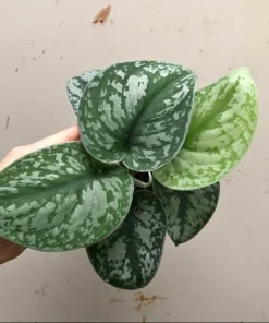 Scindapsus Pictus Live Plant - Satin Pothos Silver Vine Houseplant - Image 1