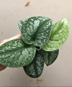 Scindapsus Pictus Live Plant - Silver Pothos - Variegated Houseplant - Image 1
