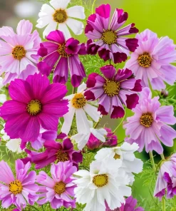Sea Shells Cosmos Seeds - Unique Tubular Petals, Pollinator Magnet (100 Seeds) - Image 2