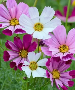 Sea Shells Cosmos Seeds - Unique Tubular Petals, Pollinator Magnet (100 Seeds) - Image 3