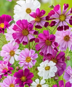 Sea Shells Cosmos Seeds - Unique Tubular Petals, Pollinator Magnet (100 Seeds) - Image 4
