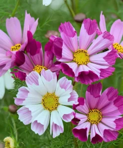 Sea Shells Cosmos Seeds - Unique Tubular Petals, Pollinator Magnet (100 Seeds) - Image 1