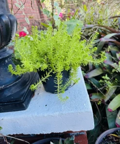 Sedum Angelina Live Plant - Golden Stonecrop Ground Cover Succulent - Image 2