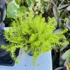 Sedum Angelina Live Plant - Golden Stonecrop Ground Cover Succulent - Image 1