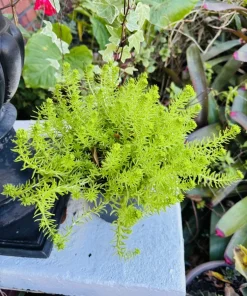 Sedum Angelina Live Plant - Golden Stonecrop Ground Cover Succulent - Image 1