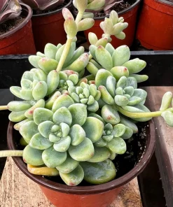 Sedum Clavatum Live Plant – Tiscalatengo Gorge Succulent in 4'' Pot - Image 2