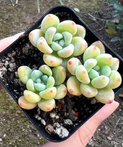 Sedum Clavatum Live Plant – Tiscalatengo Gorge Succulent – 2.5 inch Pot - Image 2