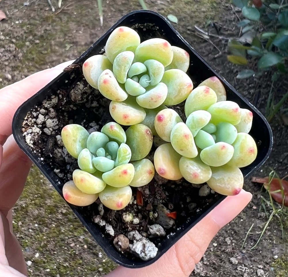 Sedum Clavatum Live Plant – Tiscalatengo Gorge Succulent – 2.5 inch Pot - Image 2