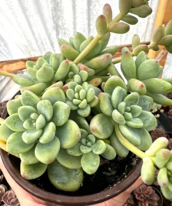 Sedum Clavatum Live Plant – Tiscalatengo Gorge Succulent in 4'' Pot - Image 3