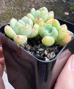 Sedum Clavatum Live Plant – Tiscalatengo Gorge Succulent – 2.5 inch Pot - Image 3