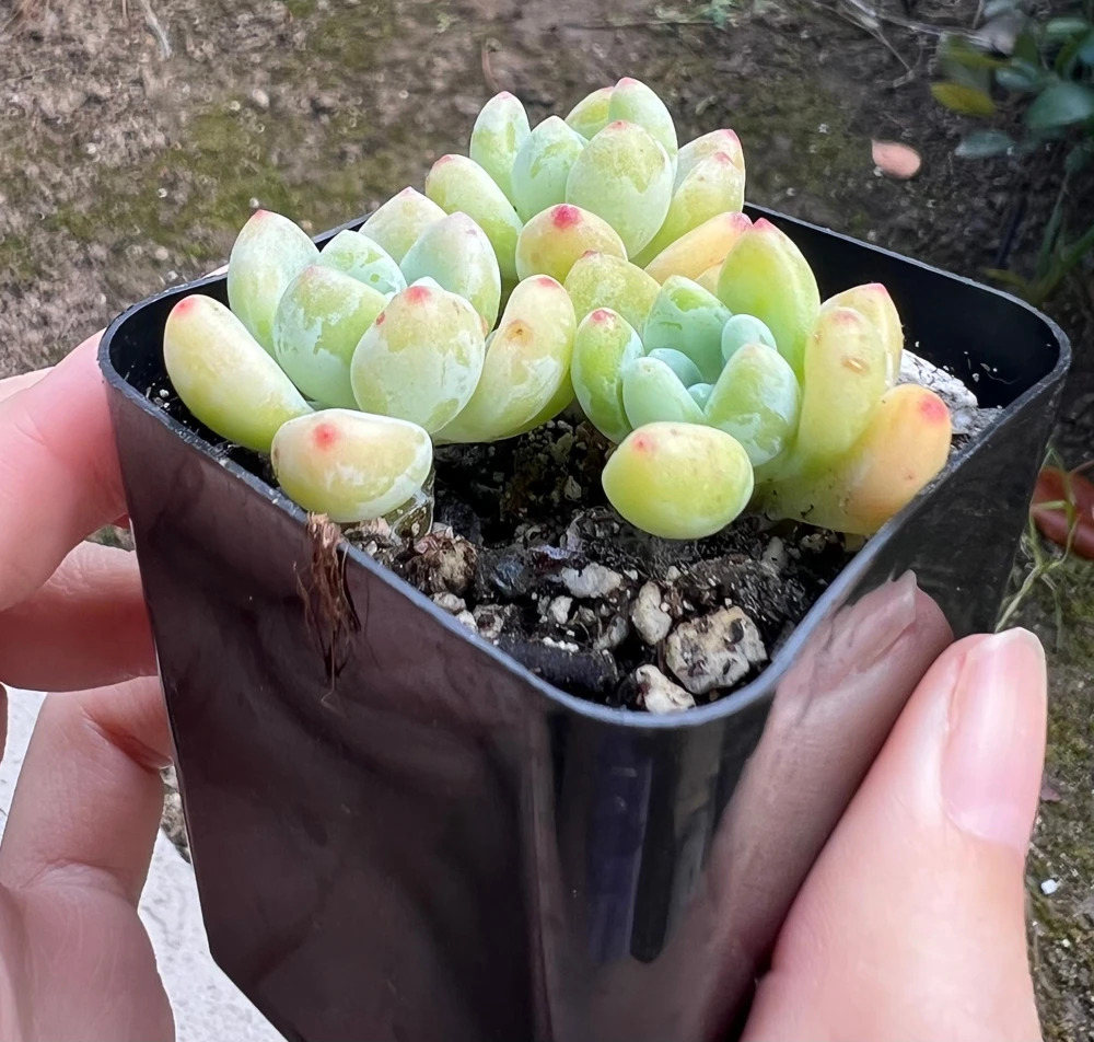 Sedum Clavatum Live Plant – Tiscalatengo Gorge Succulent – 2.5 inch Pot - Image 3
